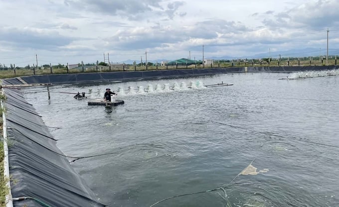 Several households have renovated their ponds to farm high-tech white leg shrimp in earthen ponds with plastic liners in Dong Trach commune. Photo: T. Phung.