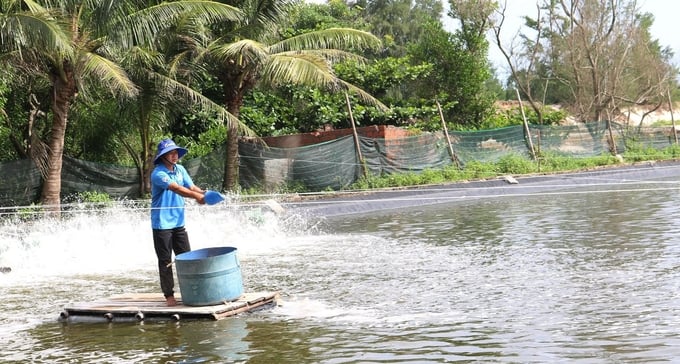 The high-tech white leg shrimp farming model in Hai Ninh commune, Quang Ninh district has shown high efficiency. Photo: T. Phung.