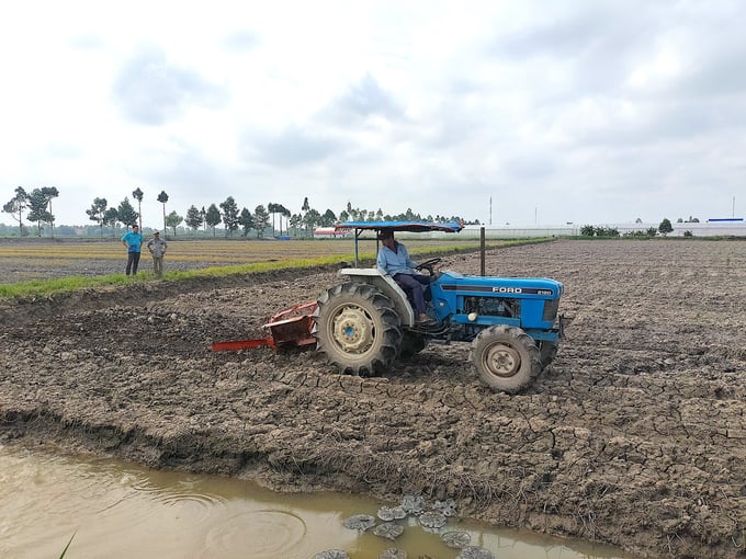 Soil preparation for the winter-spring sweet potato crop in Vinh Long province. Photo: Minh Dam.