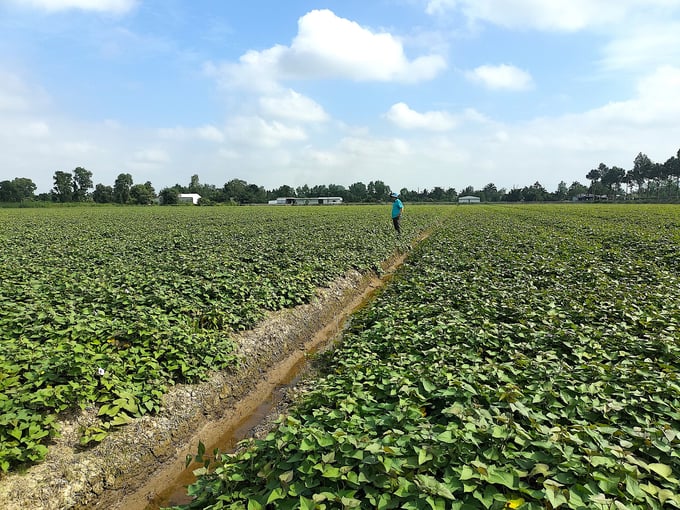 Production of Japanese purple sweet potatoes for export in Binh Tan, Vinh Long province. Photo: Minh Dam.