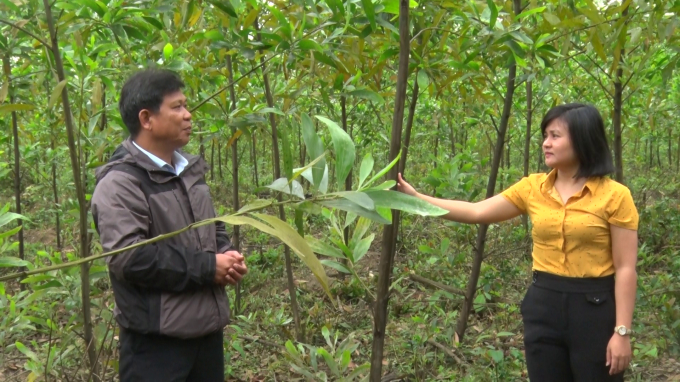 Recent afforestation models with a focus on planting and transforming small timber forests have been instrumental in supporting the development of the forestry sector. Photo: Vo Dung.