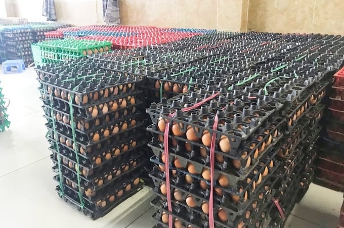 Every day Nam Huong Company produces 400,000 fresh chicken eggs. Photo: Minh Dam.