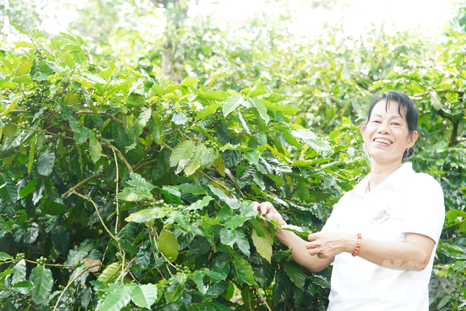 Cà phê là một trong những cây trồng chủ lực tại Quảng Trị với diện tích trên 3,7 nghìn ha, sản lượng 4,4 nghìn tấn/năm. Ảnh: Võ Dũng.
