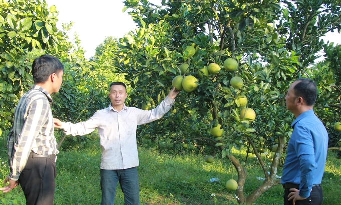 Xã Quy Mông đã có gần 70 hộ dân đăng ký sản xuất cây ăn quả theo tiêu chuẩn VietGAP. Ảnh: Thanh Tiến.