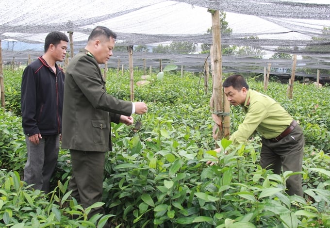 Yen Bai province is steadfast in its goal to manage and control over 95% of forest tree seed sources by 2030. Photo: Thanh Tien.