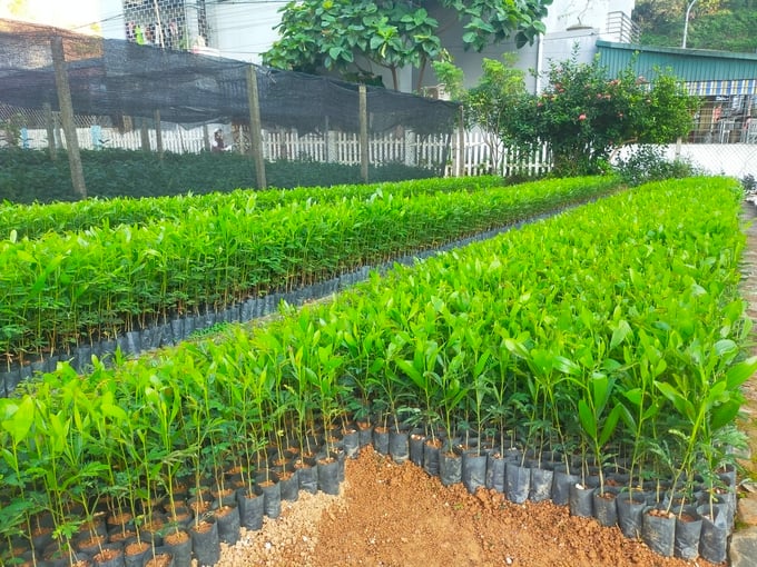 Many people buy cheap seedlings, so they cannot avoid poor-quality seeds. Photo: Thanh Tien.