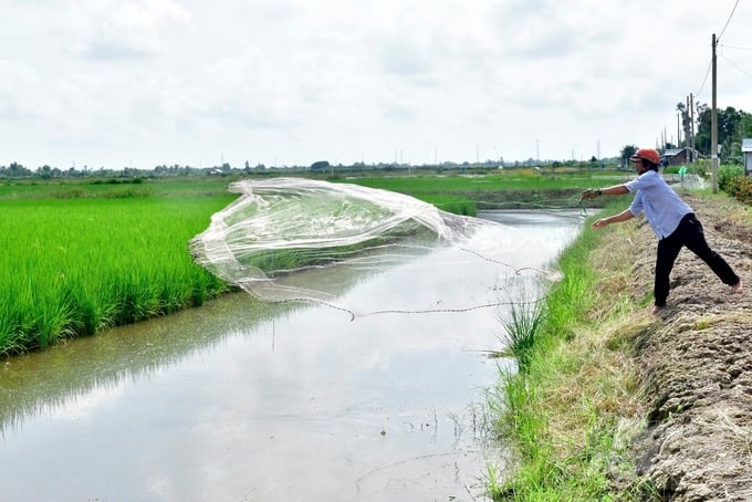 Rice cultivation follows an ecological and sustainable model in the Mekong Delta. Photo: Trong Linh.
