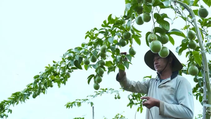 Currently, people and cooperatives are actively promoting the establishment of production unit codes for passion fruit. Photo: Tuan Anh.