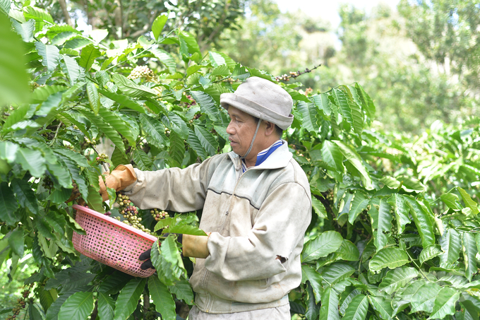 Mr. Trinh Tan Vinh's family (Di Linh district, Lam Dong) organizes selective coffee harvesting. Photo: Minh Hau.