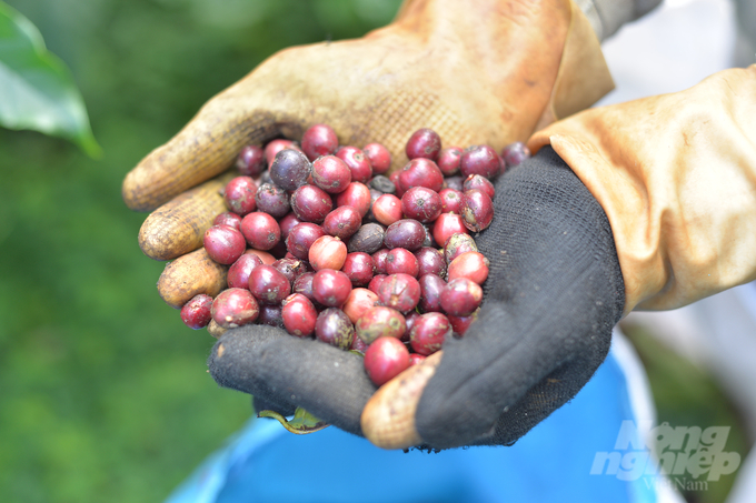 Currently, many businesses and cooperatives in Lam Dong are committed to purchasing selectively harvested coffee at prices higher than the market price. Photo: Minh Hau.