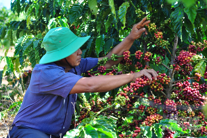 The agricultural sector of Lam Dong province recommends that people harvest ripe coffee to ensure quality. Photo: Minh Hau.