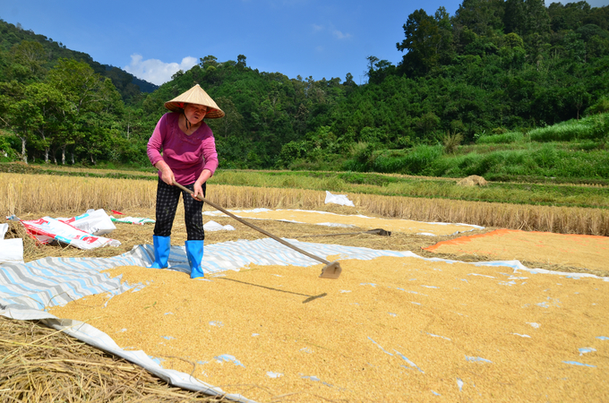 Phơi lúa trên cánh đồng Nà Trang (xã Cốc Đán). Ảnh: Dương Đình Tường.