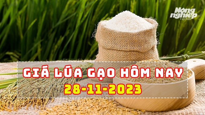 Cập nhật giá lúa gạo trong nước mới nhất ngày 28/11/2023