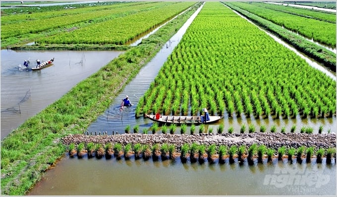 Ecological rice-shrimp model in Ca Mau. Photo: Trong Linh.