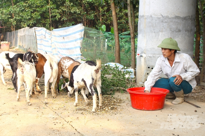 Theo anh Phạm Văn Lục, khu 3, thị trấn Chi Nê (Lạc Thủy), dê dễ mắc bệnh truyền nhiễm nên phải được tiêm phòng đầy đủ, quản lý chặt chẽ thức ăn. Ảnh: Trung Quân.