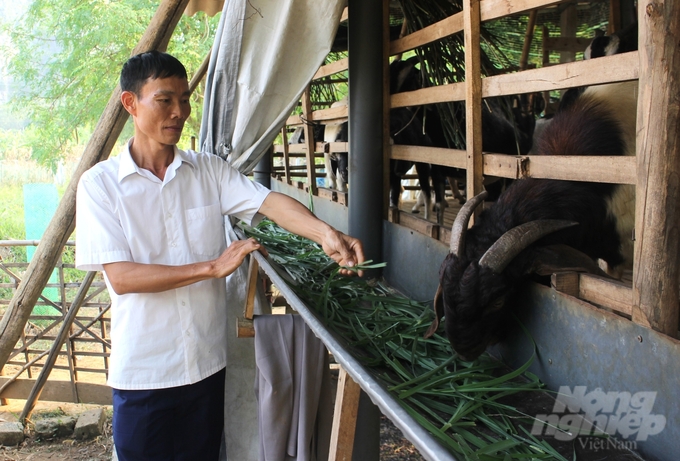 Theo anh Lê Hồng Hiểu, khu 5, thị trấn Chi Nê, muốn nuôi dê thành công phải đảm bảo vệ sinh chuồng trại, theo dõi sát diễn biến đàn dê. Ảnh: Trung Quân.