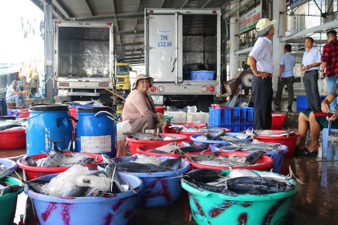 Fishermen catch tuna and bring them to Hon Ro port for weighing before selling to the distribution outlets. Photo: KS.