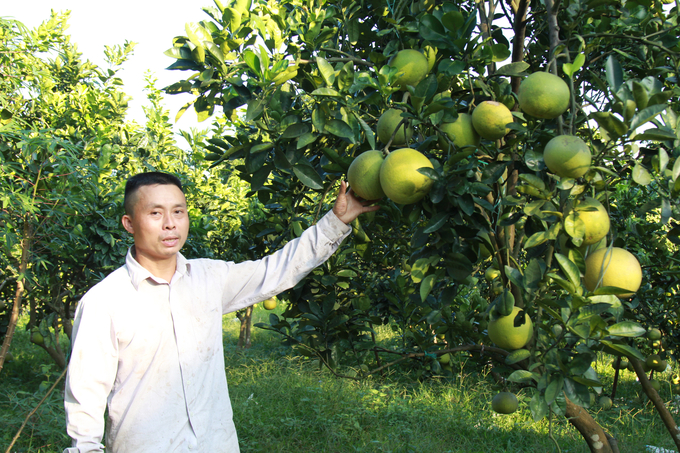 Sản phẩm bưởi của anh Trần Mạnh Hiến (thôn Tân Thành, xã Quy Mông) trồng theo tiêu chuẩn VietGAP được khách hàng ưa chuộng. Ảnh: Thanh Tiến.