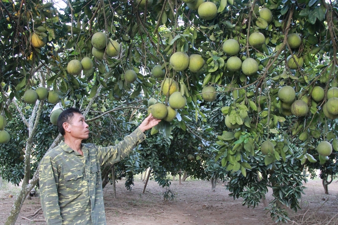 Ông Đỗ Xuân Sang - Giám đốc HTX Cây ăn quả Quy Mông là một trong những người khởi xướng phong trào sản xuất bưởi VietGAP. Ảnh: Thanh Tiến.
