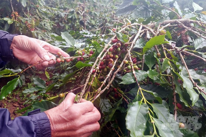 Ripe coffee berries dry on the branches and fall to the roots because people do not harvest them because they are cheap. Photo: Vo Dung.