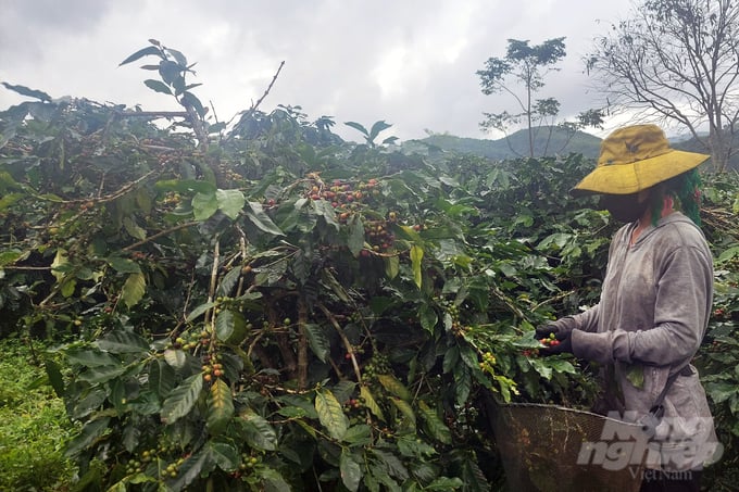 Since November 22, when coffee prices increased, people continued to harvest. Photo: Vo Dung.