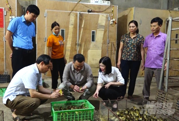 Lãnh đạo Sở Khoa học và Công nghệ tỉnh Tuyên Quang và các đại biểu kiểm tra chất lượng giống vịt bầu Minh Hương tại các cơ sở chăn nuôi. Ảnh: Đào Thanh.