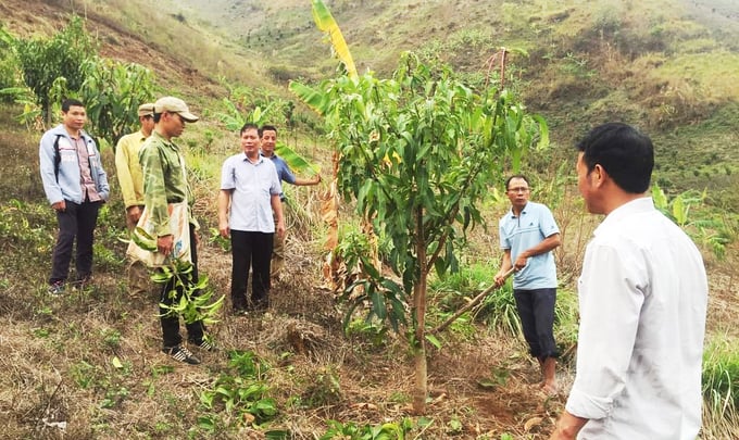 Many agroforestry models combining forestry trees with fruit-bearing trees have contributed to increasing forest coverage and income for people in mountainous areas. Photo: TL.