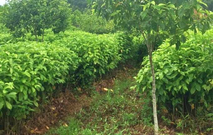 The grafted 'gioi' variety is being planted in many provinces and cities nationwide. Photo: Nguyen Thanh.