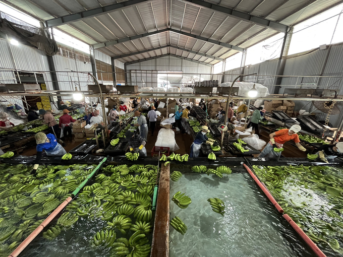 Công ty Hưng Sơn đang xuất khẩu chuối sang nhiều nước trên thế giới nhờ sớm xây dựng mã số vùng trồng. Ảnh: Tuấn Anh.
