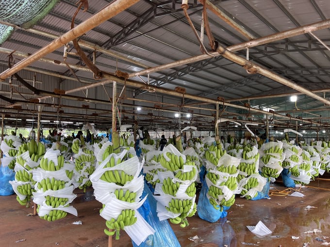 The banana industry currently has 26 production unit codes covering over 3,000 hectares. Photo: Tuan Anh.