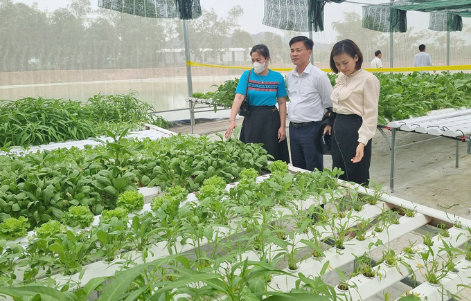 Hợp tác xã Rau củ quả sạch Duy Tân (Duy Tân Farm) bước đầu thành công khi lựa chọn con đường nông nghiệp hữu cơ. Ảnh: Việt Khánh. 