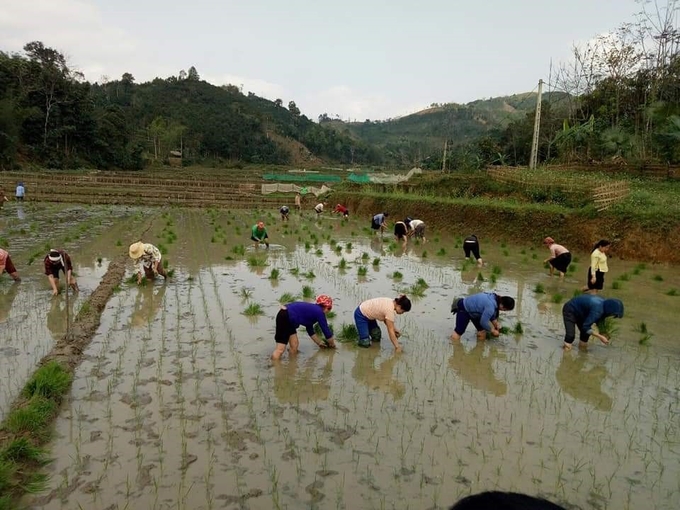 Bà con xã Vĩnh Yên, huyện Bảo Yên tiếp cận với kỹ thuật canh tác lúa theo phương pháp cải tiến SRI do Trung tâm Khuyến nông và Dịch vụ nông nghiệp Lào Cai triển khai xây dựng mô hình.