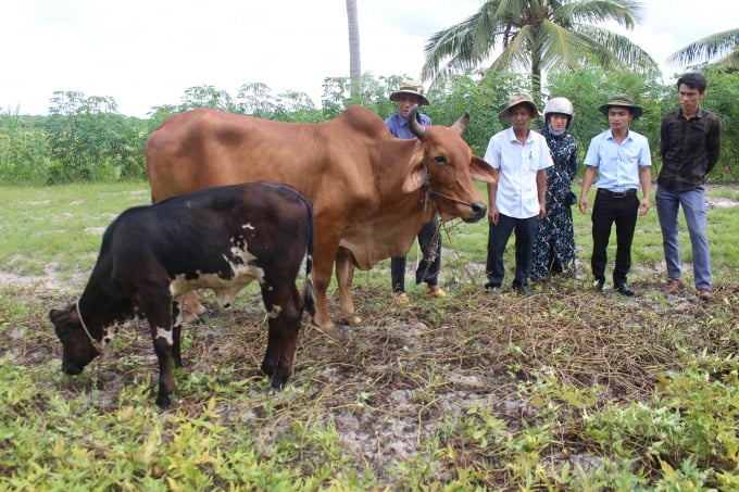 Nhờ chương trình cải tạo đàn bò xuyên suốt 30 năm qua, hiện tỷ lệ bò lai của Quảng Trị đã đạt hơn 70%. Ảnh: Việt Toàn.