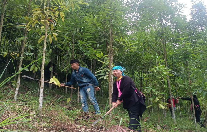 Cán bộ khuyến nông tập huấn, hướng dẫn bà con chăm sóc quế theo hướng hữu cơ tại các xã trồng quế của tỉnh Lào Cai.
