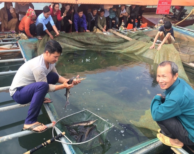 Khai thác lợi thế về sông hồ và đập thuỷ điện ở vùng cao, Trung tâm Khuyến nông và Dịch vụ nông nghiệp Lào Cai triển khai mô hình nuôi cá tầm trong lồng bè tại xã Tả Thàng (huyện Mường Khương), xã Cốc Ly (huyện Bắc Hà), bước đầu khẳng định hiệu quả rất rõ nét. Trong ảnh: Nông dân tham quan mô hình nuôi cá tầm sau 5 tháng nuôi tại hồ Cốc Ly.