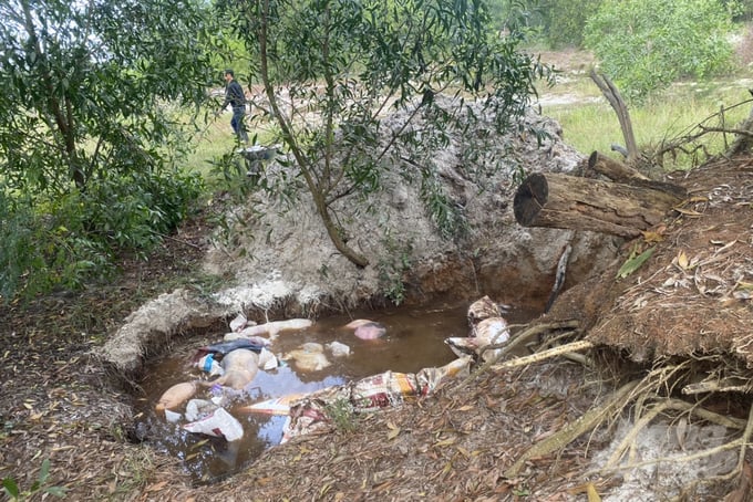 Hố chôn lấp lợn bị bệnh lênh láng nước tại vùng đất cát ven biển Quảng Trị. Ảnh: Võ Dũng.