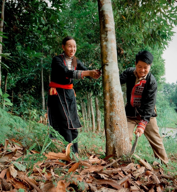 Cán bộ Khuyến nông Lào Cai hướng dẫn bà con phát triển chuỗi quế theo hướng hữu cơ.