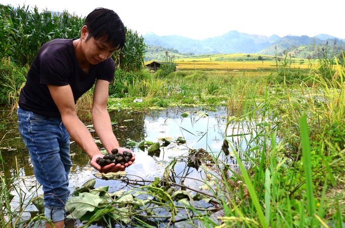 Đồng Văn Trường bên ao nuôi ốc bươu đen. Ảnh: Dương Đình Tường.