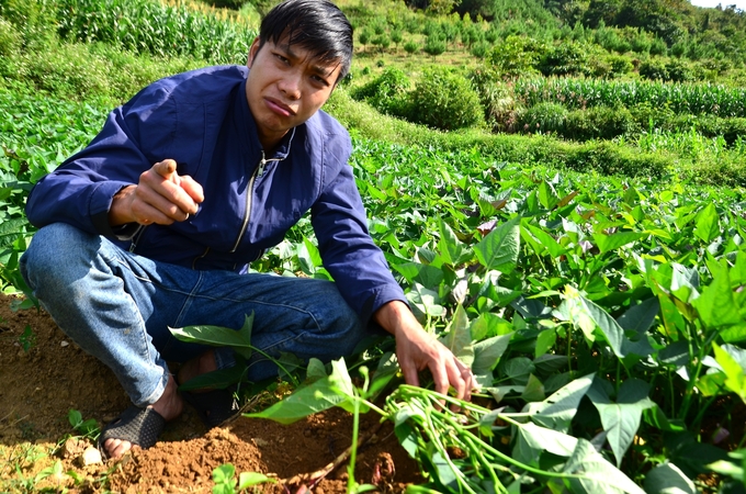 Đồng Văn Trường và ruộng khoai mật. Ảnh: Dương Đình Tường.