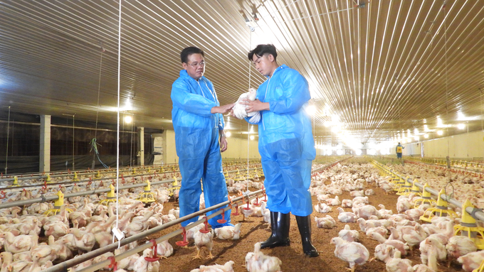 Vùng an toàn dịch bệnh giúp Phú Giáo định hình phát triển ngành chăn nuôi theo hướng trang trại ứng dụng công nghệ cao. Ảnh: Trần Trung.
