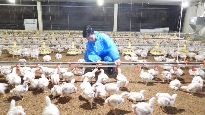 Trang trại gà công nghệ cao của ông Lê Dương Hạnh là một trong những trang trại được cấp chứng nhận an toàn dịch bệnh. Ảnh: Trần Trung.