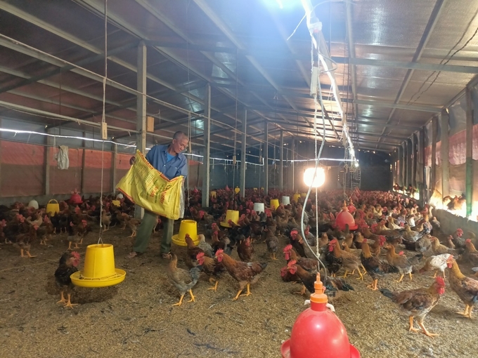 Mô hình chăn nuôi gà của gia đình ông Nguyễn Văn Tiên ở xã Gia Phú, huyện Bảo Thắng.