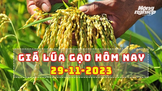 Cập nhật giá lúa gạo trong nước mới nhất ngày 29/11/2023