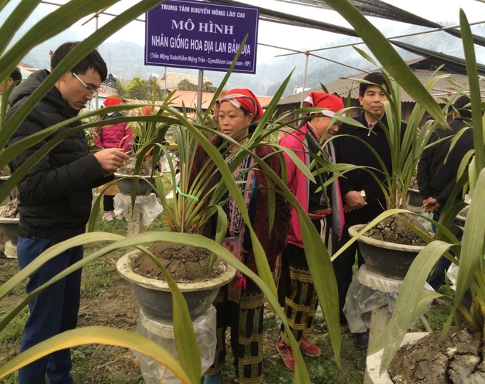 Mô hình nhân giống hoa địa lan bản địa (Kiếm Mộng Trần) đã góp phần quan trọng nhân rộng vùng sản xuất hàng hóa và tăng thu nhập bền vững cho nông dân xã Tả Phìn nói riêng và huyện Sa Pa nói chung.