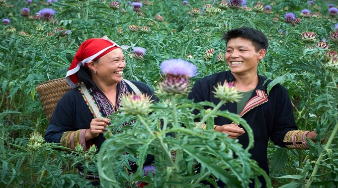 Thành lập tổ nhóm sản xuất, tư vấn cải thiện kỹ năng kinh doanh, phát triển sản phẩm, quản lý sản xuất cho bà con vùng trồng quế, dược liệu, chè, dứa.