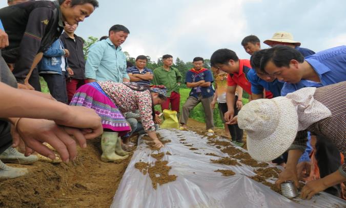 Mô hình trồng thâm canh lạc địa phương áp dụng biện pháp che phủ nilon theo hướng VietGAP.