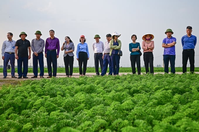 Representatives from 31 northern provinces visiting Hai Duong province to study the locals' experience in winter vegetable production. Photo: Tung Dinh.