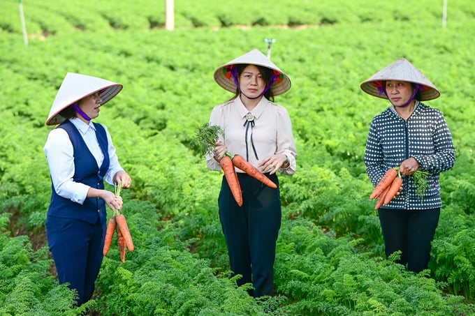 Ms. Nguyen Thi Hanh, Secretary of the Party Committee of Duc Chinh commune (center), reporting on the state of winter carrot production in 2023. Photo: Tung Dinh.