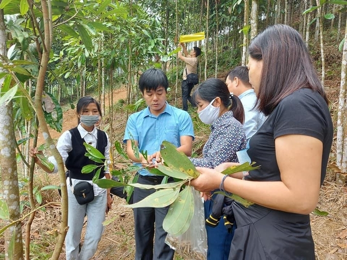 Tập huấn về cách nhận biết và phòng trừ sâu bệnh theo hướng hữu cơ cho bà con vùng sản xuất quế tại Lào Cai.