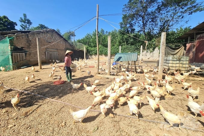 Hiện, toàn huyện Sơn Dương có 6 mô hình chăn nuôi gà được công nhận đạt chuẩn VietGAHP. Ảnh: Đào Thanh.